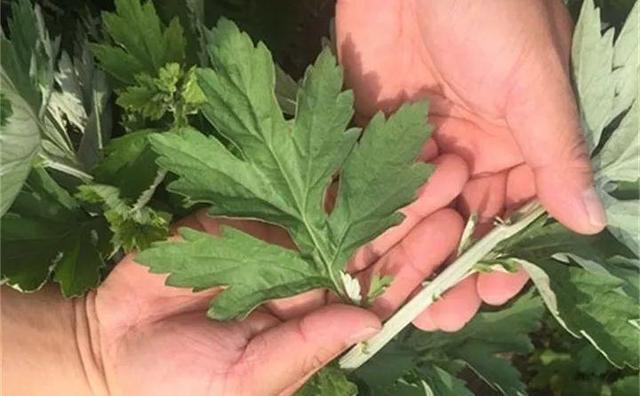 艾草能驱蚊子吗，艾草驱蚊吗（比花露水还管用）