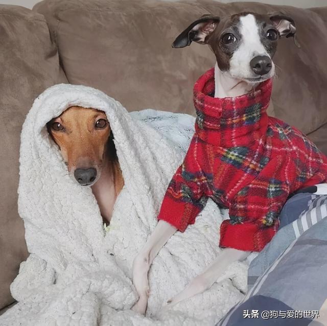 冬天狗在外面能冻死吗，快别说狗不怕冷了