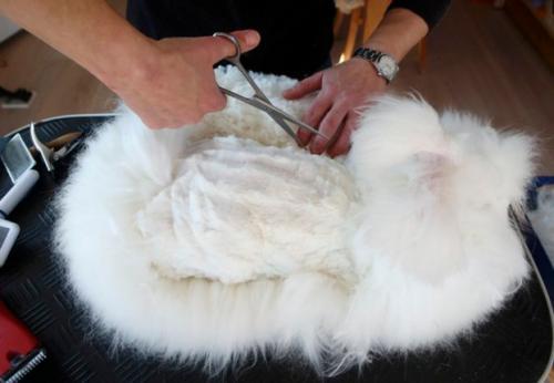 安哥拉兔好养吗，法国安哥拉兔应该怎么养（安哥拉兔：我真的是一只兔子）