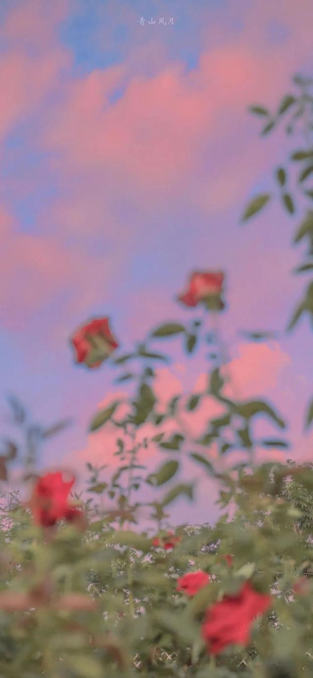 全面屏壁纸，苹果全面屏最火壁纸（超赞全面屏壁纸图片）