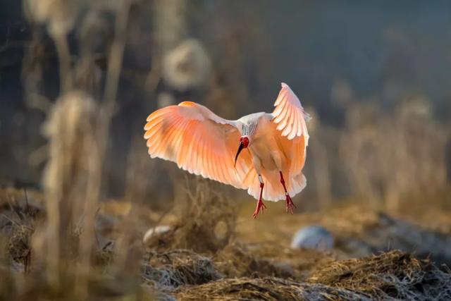 鹳怎么读，颧怎么读音读出来（鹬、鸫、鸲、鹟、鹎、鹳、鹮……这都是啥鸟）