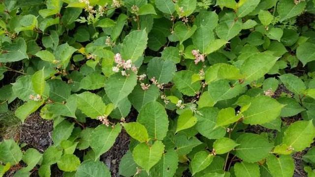 野生虎杖根全图，虎杖根是什么样子（房前屋后看见这草）