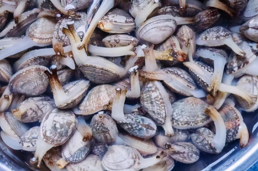 花甲吐沙要多长时间，花甲吐沙多长时间最好（20分钟吐干净）