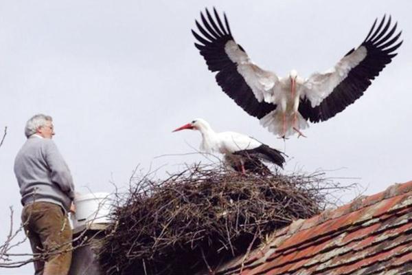 人来鸟不惊是什么意思，人来鸟不惊这句话是什么意思（被讹传为王维所写）