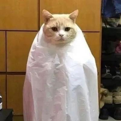 简单好听的陌陌名字，陌陌什么名字好听（独特且好听的宠物名字有寓意-可爱点）