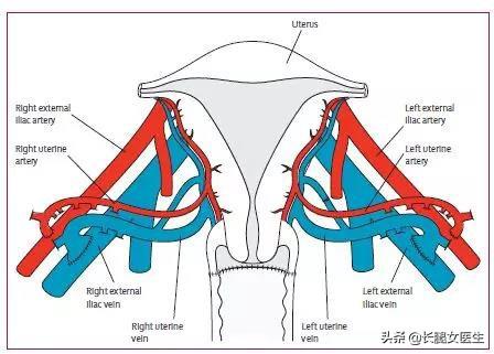 女性身体结构解析，女人身体构造（女性生殖器官解剖）