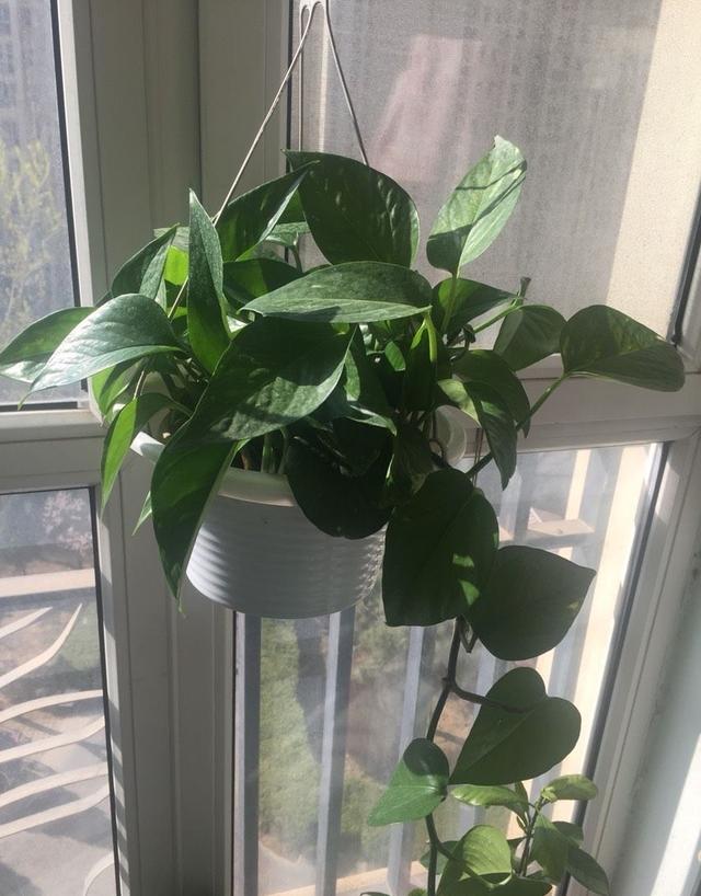 怎么样让绿萝长得茂盛，怎么样让绿萝长得茂盛呢（让绿萝常年油绿有“3招”）