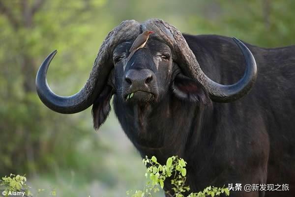 原核生物有哪些，高中生物原核生物有哪些（从原核生命到人类文明）