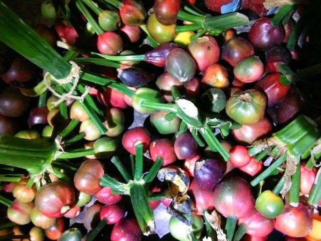 君子兰不开花怎么办才能开花，用“啤酒水”擦叶子