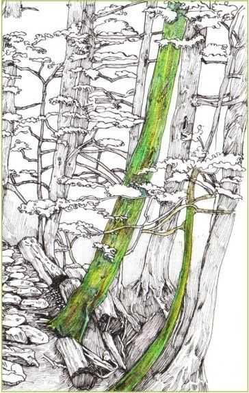 马克笔绘画教程风景画，马克笔绘画教程入门（适合初学者学习的彩铅风景画步骤教程）