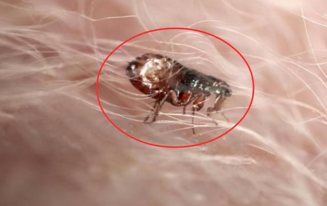 恐龙时代的跳蚤有多大，恐龙的时代有几个纪（1.5亿年前曾在恐龙身上吸血）