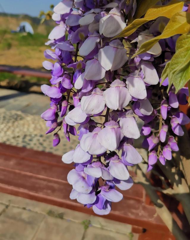 紫藤花的寓意是什么，林疑彩凤来。流霞绛紫虹叠瀑