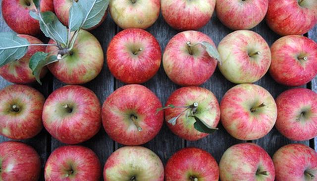 苹果的品种有哪些，目前最好吃的苹果是什么品种（盘点最受欢迎的苹果品种）
