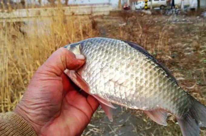 三十年老渔民私藏野钓鲫鱼饵料配方，绝不外传的实战秘方首次曝光！