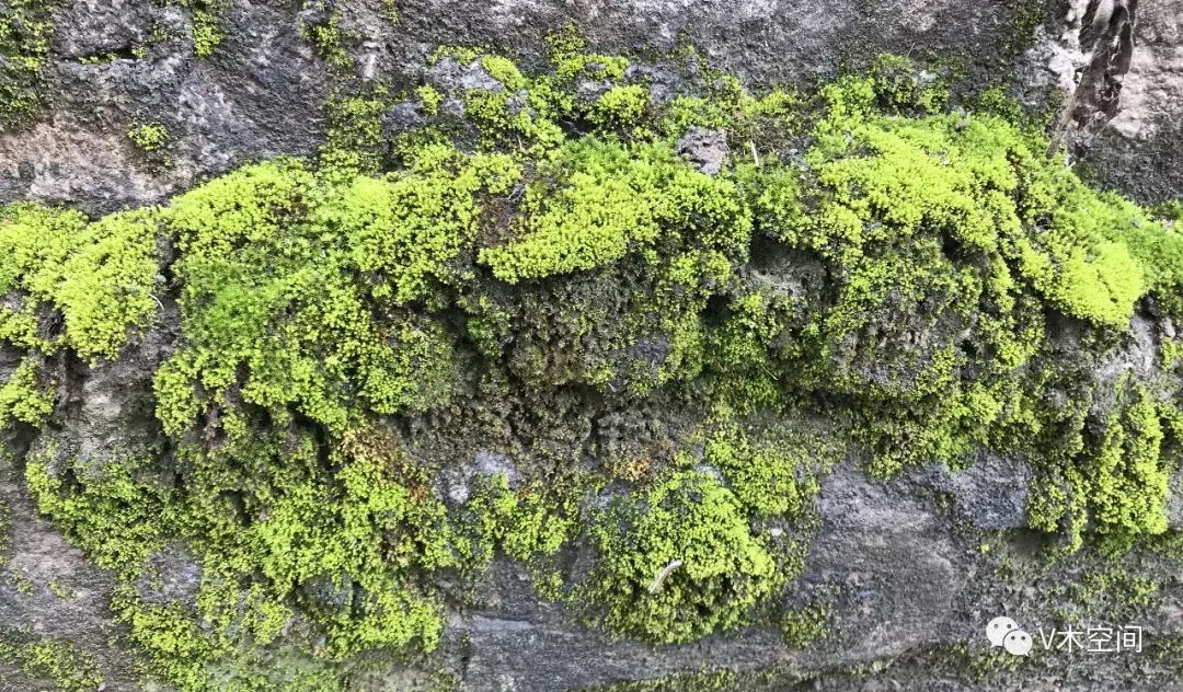 藓怎么组词，身边的苔藓植物——砂藓