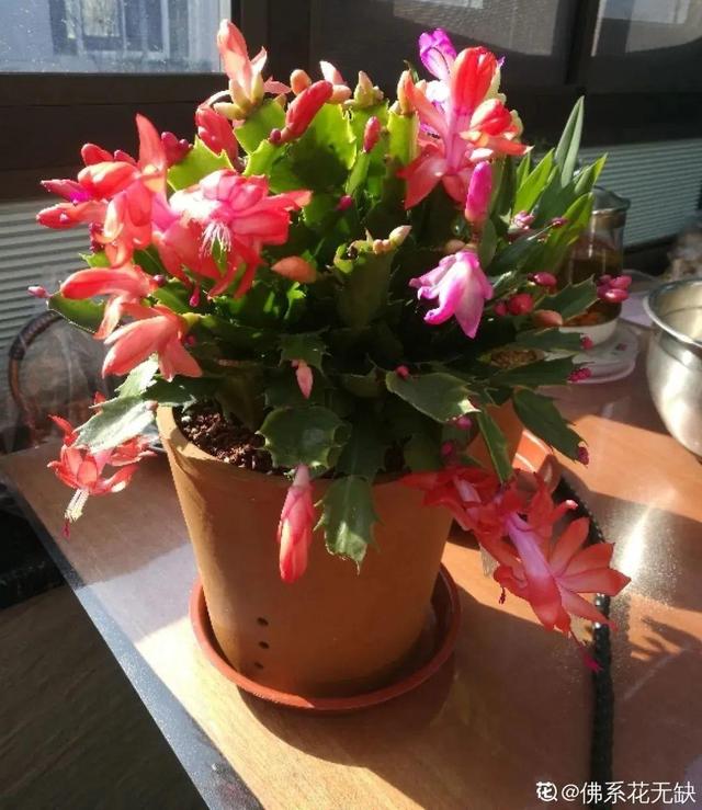 金鱼草怎么养，1种花长得像金鱼（金鱼草怎么养殖维护啊）