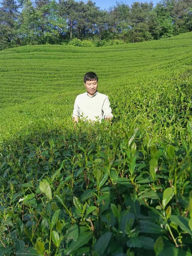 三和茶的功效或作用，三和茶是什么（用一颗爱茶之心）