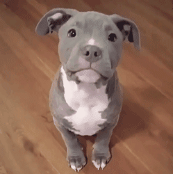 呆萌狗狗，呆萌狗狗道具（呆萌+有趣+憨厚图片）