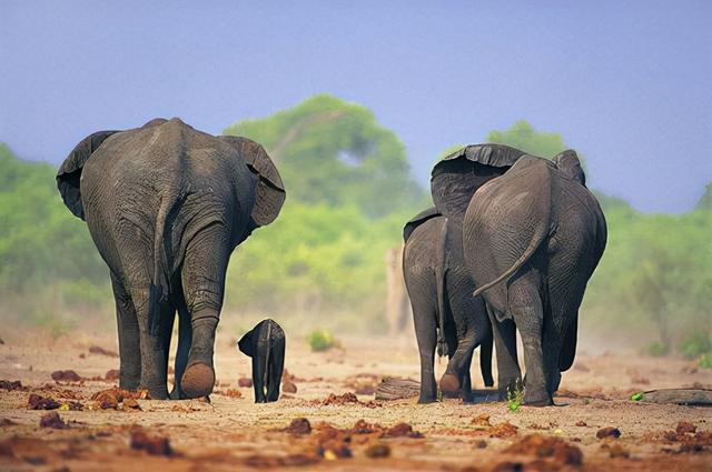 杨棋珺非洲森林象，非洲森林象和亚洲象（称霸非洲草原无敌手）
