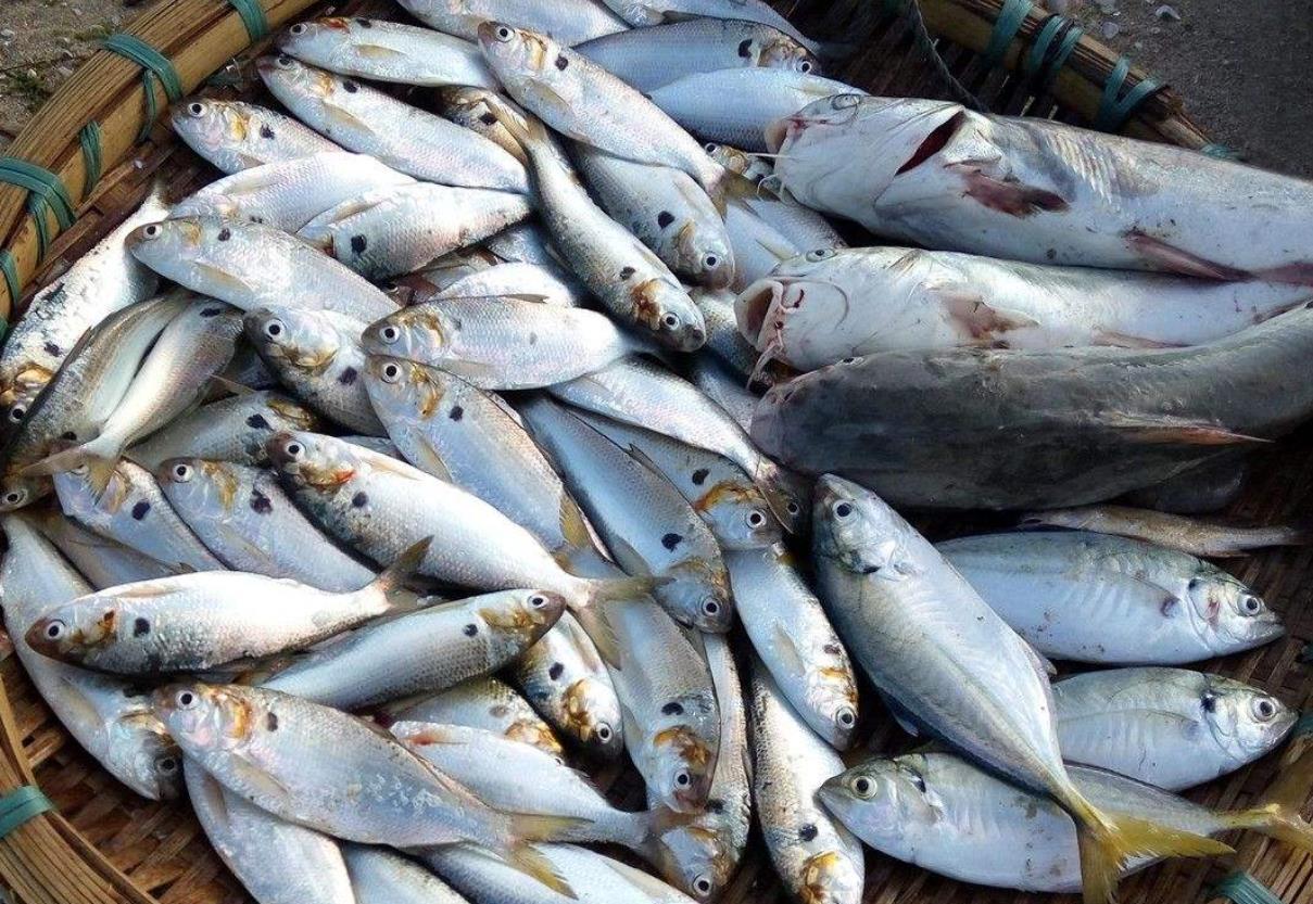 马鲛鱼与鲅鱼有何不同？揭秘5种常见野生海鱼特征与区别