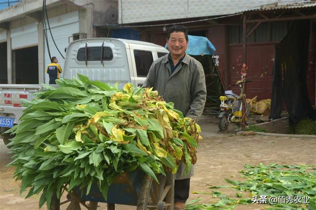 贡菜是莴笋做的吗，贡菜是不是莴笋做的（农村有种作物被称为“贡菜”）