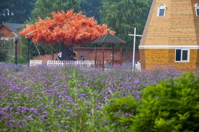 北京蓝调薰衣草庄园，北京薰衣草庄园（北京的蓝调薰衣草庄园就能狠狠浪漫一把）