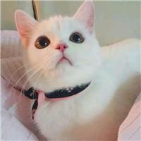 游戏宠物名字，游戏宠物名字可爱洋气（极致炫酷的个性游戏宠物名字大全很优秀-可爱点）