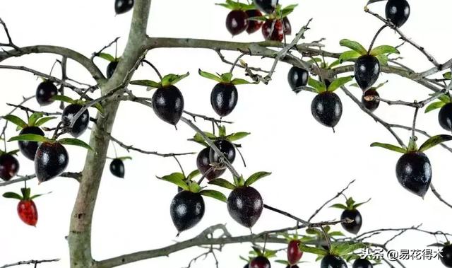 老鸦柿和金弹子的区别，老鸦柿和金弹子谁更容易养活（老鸦柿盆景）