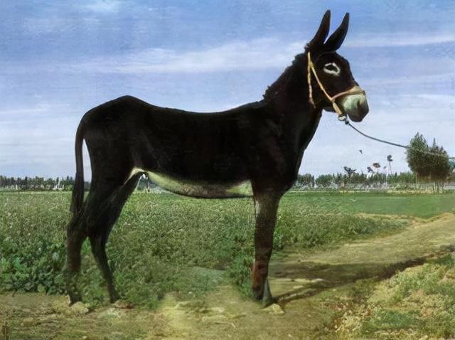 大同特产，世界上最好的羊，看看都在哪（大同特产有什么可以送礼的）