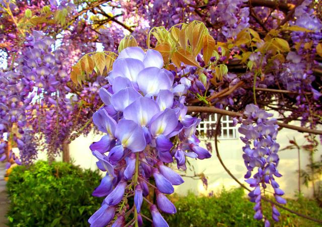 紫蔷薇花语，紫蔷薇花语和寓意（这种花的花语其实最好）