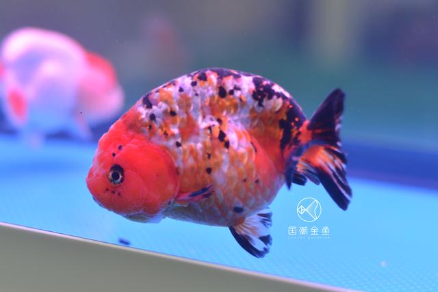 困水的正确方法，鱼缸怎么换水（把好金鱼成长的每一关）