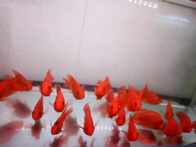 红鹦鹉鱼，想要把鹦鹉鱼养红关键在于养功（红鹦鹉鱼的饲养方法）