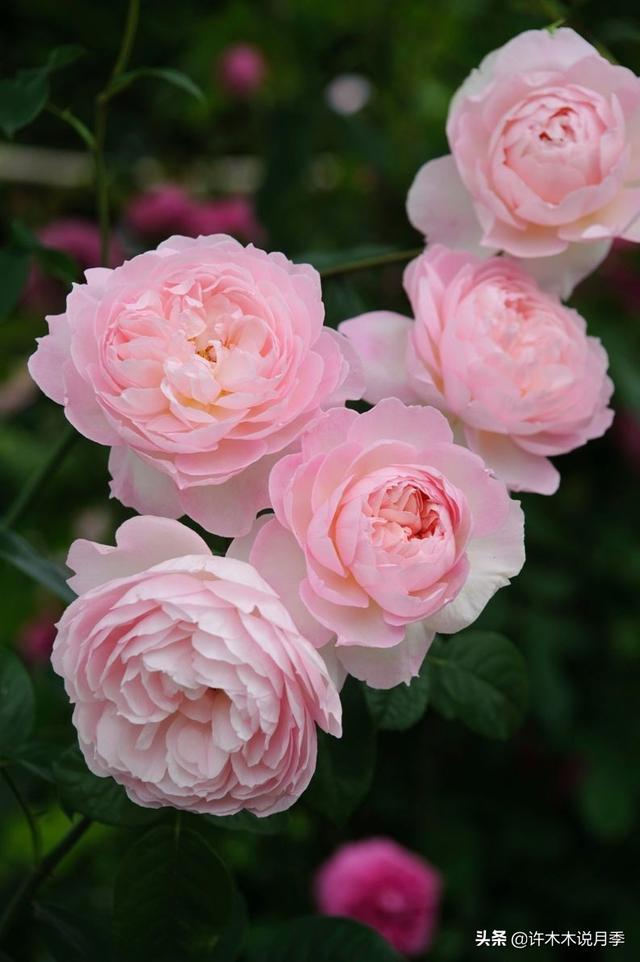 Thecastle.城堡网名，Thecastle.城堡（奥斯汀官方推荐月季品种）