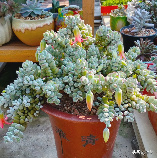 达摩福娘怎么才能开花，养了1年的达摩福娘