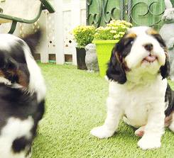 呆萌狗狗，呆萌狗狗道具（呆萌+有趣+憨厚图片）