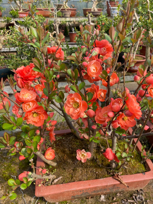 曼陀罗花的传说，曼陀罗花的含义和传说（传说“7种花”）