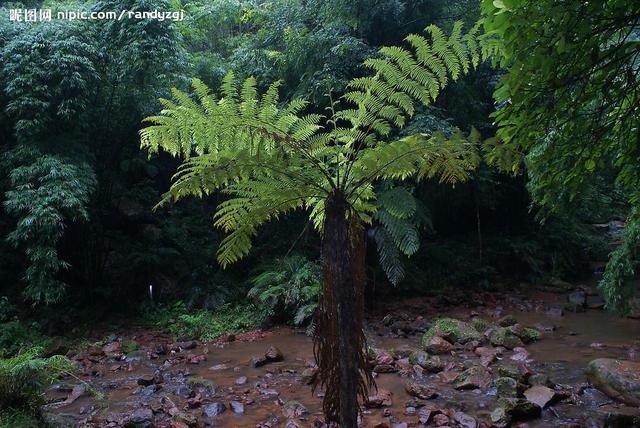 热带雨林常见植物名称，热带雨林常见植物名称及图片（十大热带雨林植物，你认识吗）