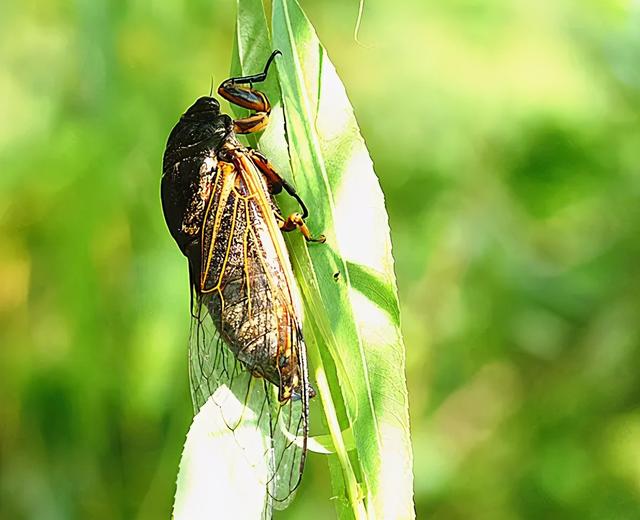 乌龟叫是怎么回事，养的小乌龟叫是怎么回事（为什么天越热，蝉叫得越厉害）