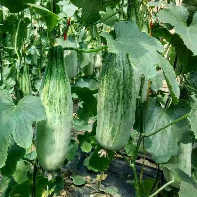 怎样种好杨角密，杨角密瓜的种植方法（新手种植羊角蜜）