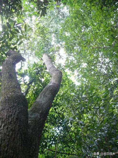 然而對傢俱木材市場來說,坡壘可是大名鼎鼎,被稱作