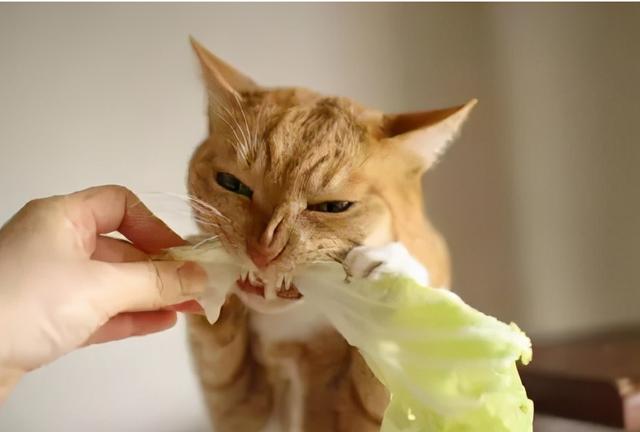 猫咪上火的症状，幼猫上火是什么症状（不用慌，教你降火小妙招）