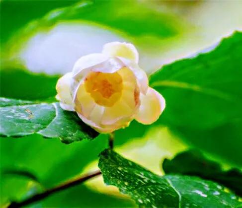 夏腊梅，美国夏腊梅，这种国家珍稀花正是结果期（美国夏腊梅什么价格）