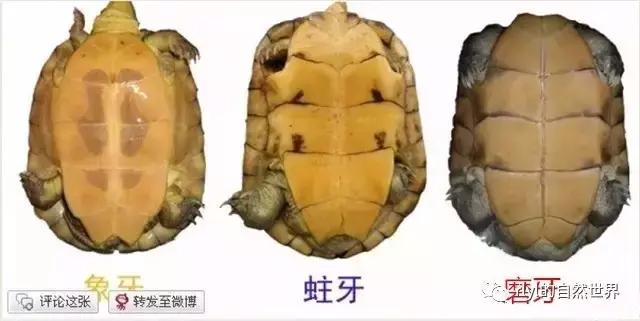 安徽三黄是哪三黄，三黄鸡有哪些（对选择的理解......）