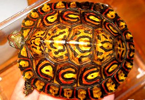 乌龟种类有哪些，乌龟种类有哪些品种（陆龟和水陆两栖龟区别）