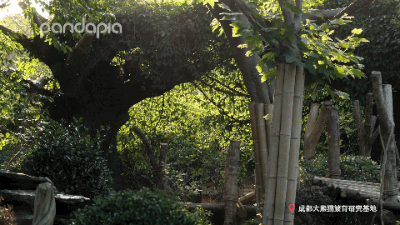 动物园都有什么，北京动物园都有什么（你只看到它们辛勤的玩耍）