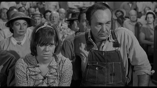 知更鸟的寓意和象征，知更鸟象征什么（《杀死一只知更鸟》）