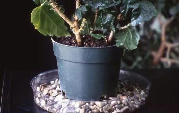 盆栽植物怎么养，家里养盆栽绿植掌握这几个秘诀