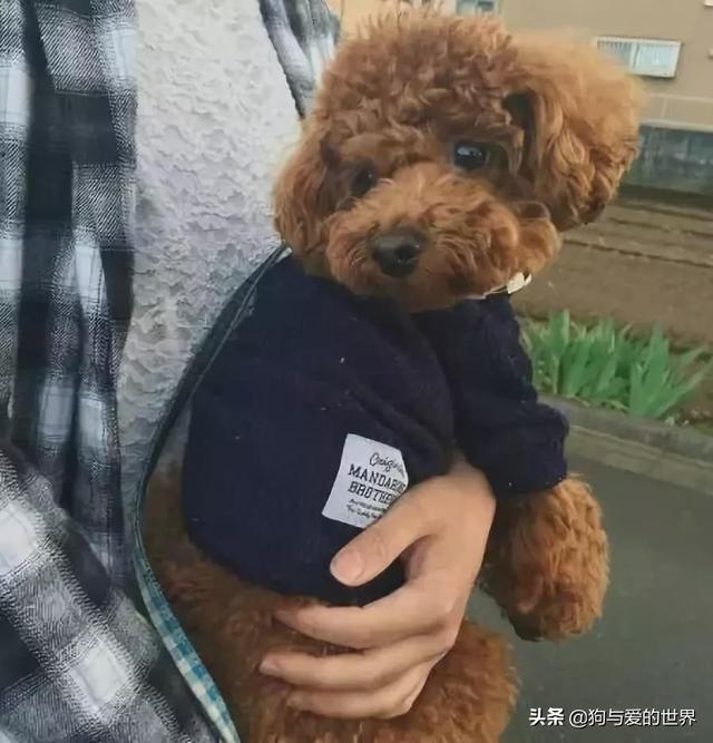 冬天狗在外面能冻死吗，快别说狗不怕冷了