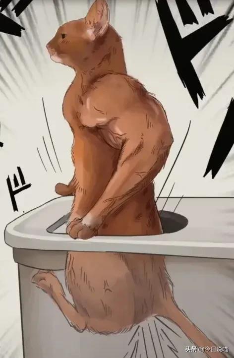 白色的猫有哪些品种，白色长毛猫是什么品种（盘点十大网红猫品种）