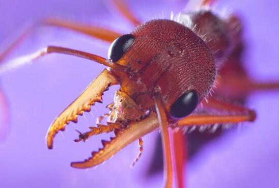 世界上最大的蚂蚁，世界上最大的蚂蚁在哪里生长（世界上最大的蚂蚁公牛蚁）